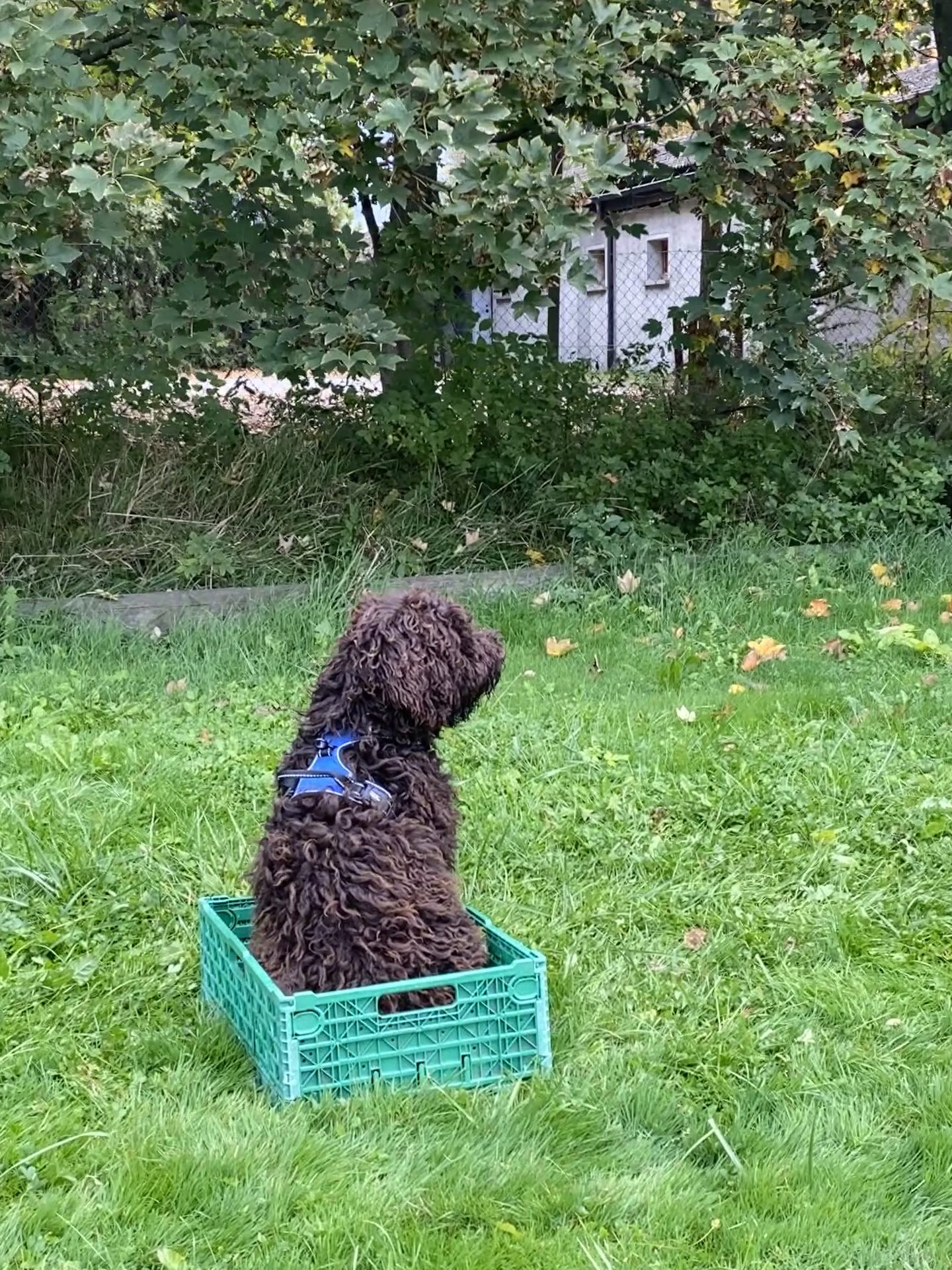 Binôme chien et propriétaire en séance